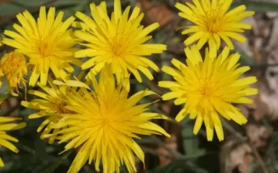 Le pissenlit : sur les pistes d’un avenir prometteur